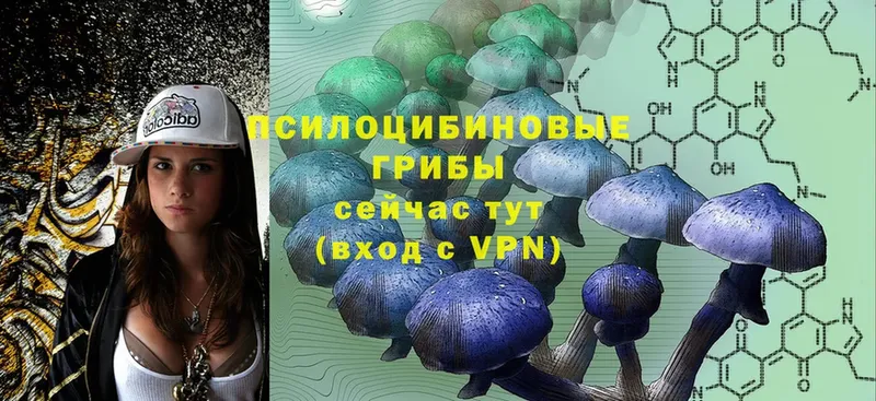 Псилоцибиновые грибы Cubensis  Омск 